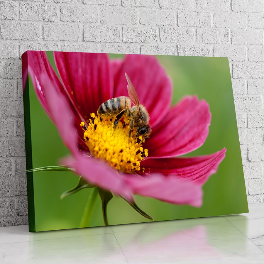 Abeja Eterna
