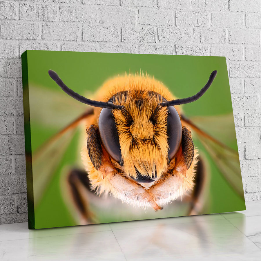 Lienzo con arte de abeja para decoración moderna y natural.