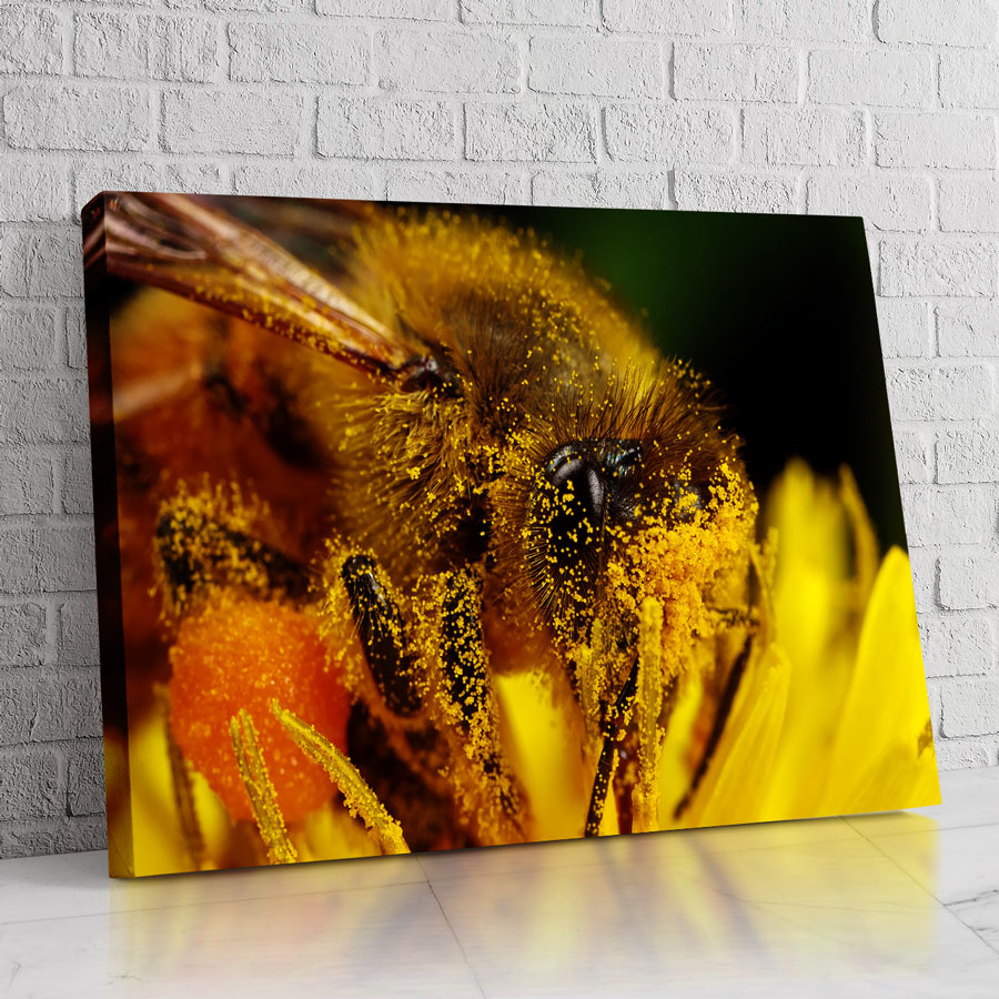 Detalle de abeja cubierto de polen en flor amarilla vibrante.