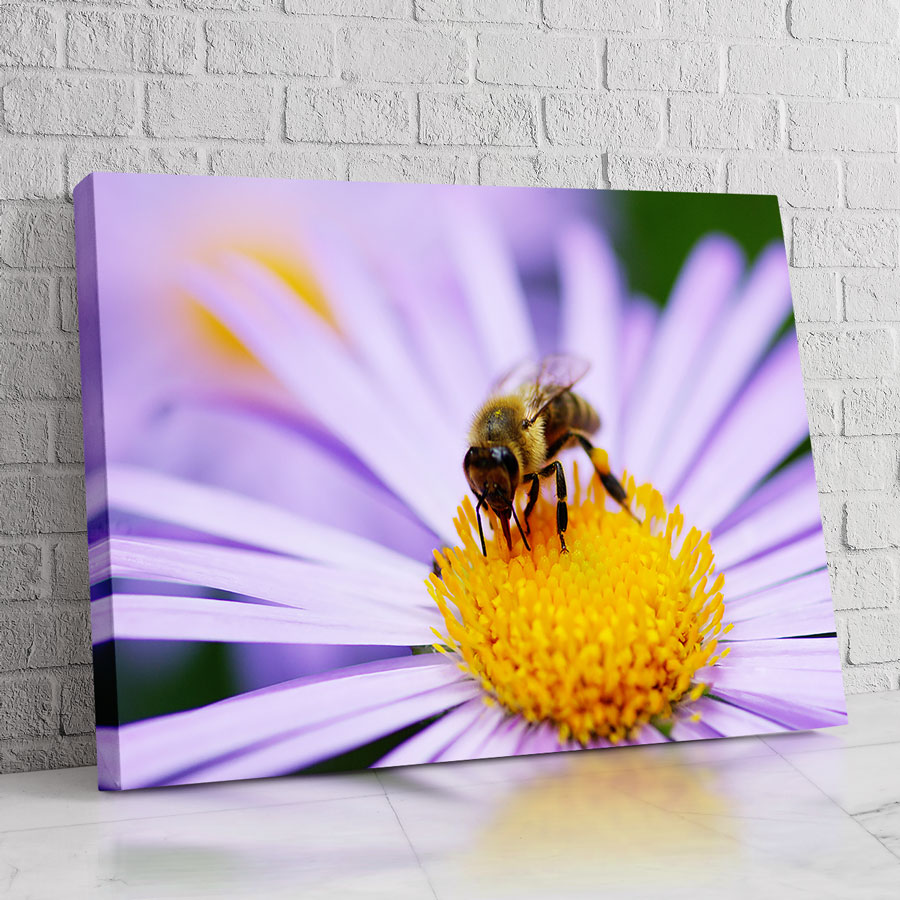 Abeja Perenne