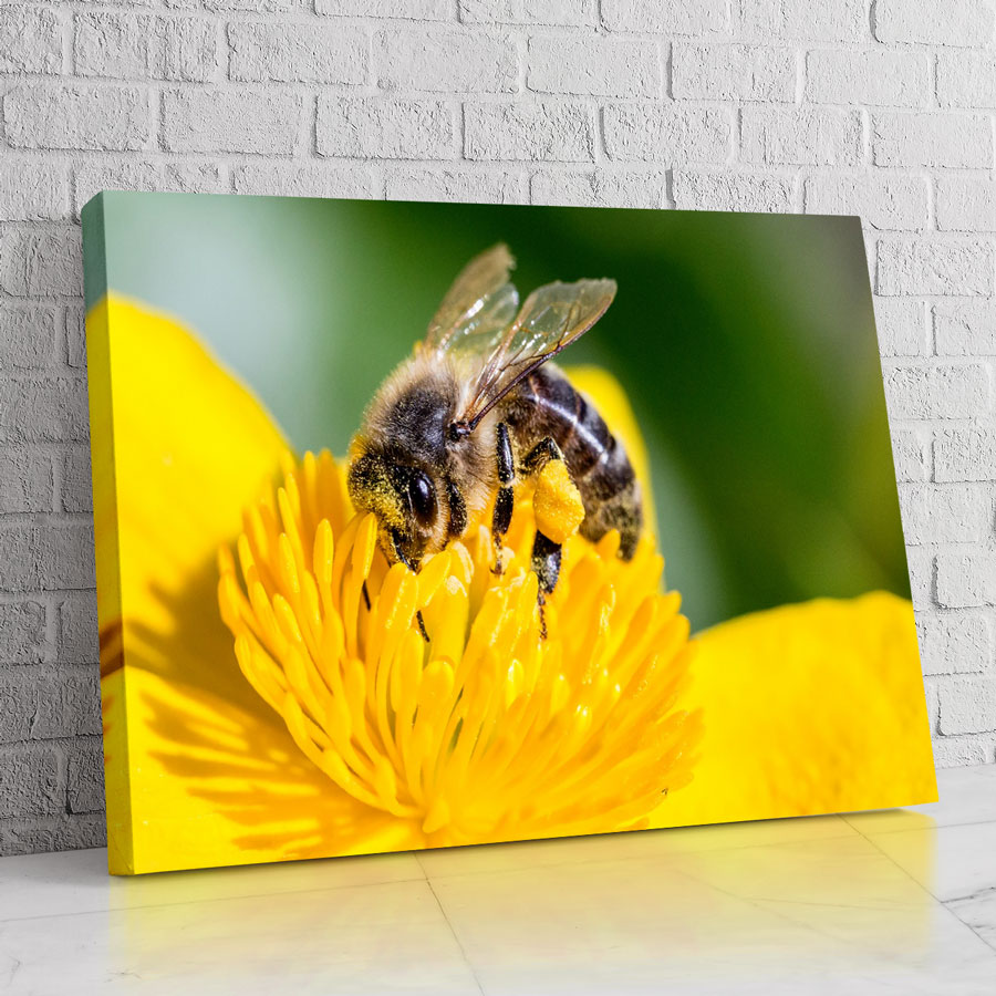 Abeja en flor amarilla, polinización, naturaleza, insecto, polen.
