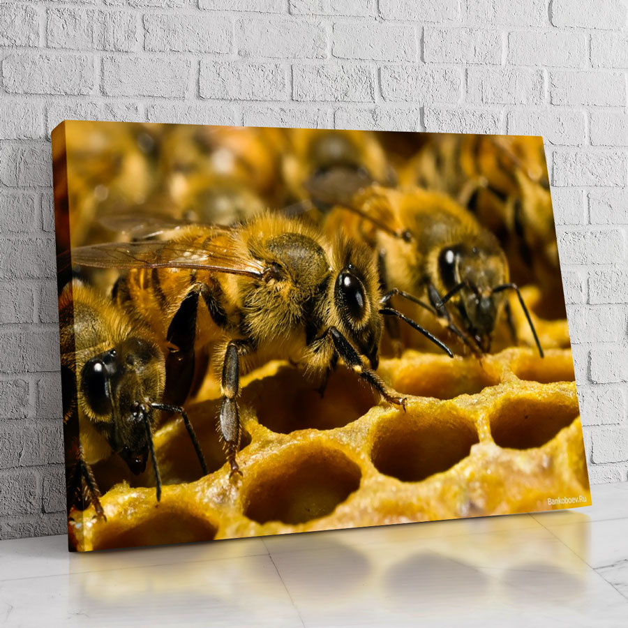 Abejas trabajando en panal, arte de Canvas Art para decoración.