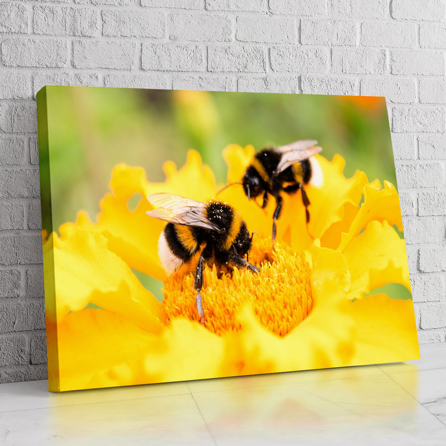Abejas polinizando en flor amarilla vibrante, arte de lienzo para decoración natural.