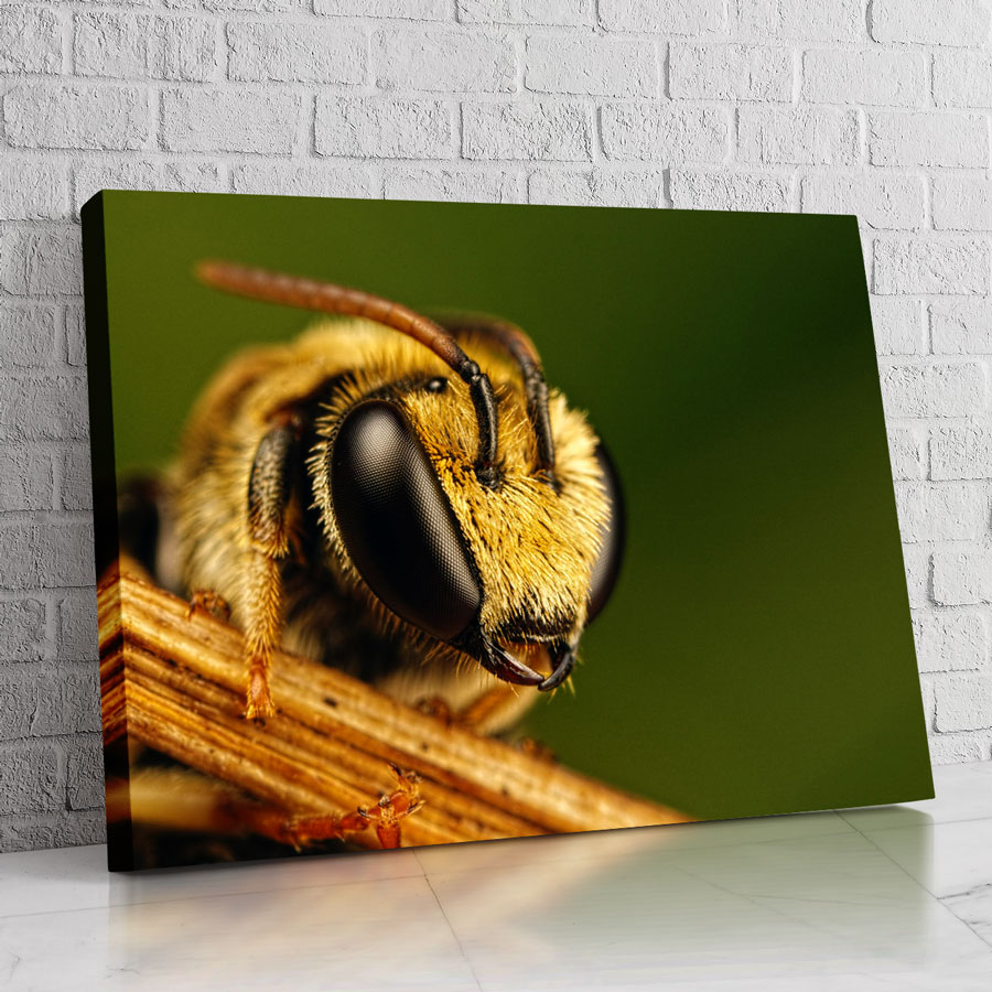 Lienzo con imagen de abeja en primer plano para decoración moderna.