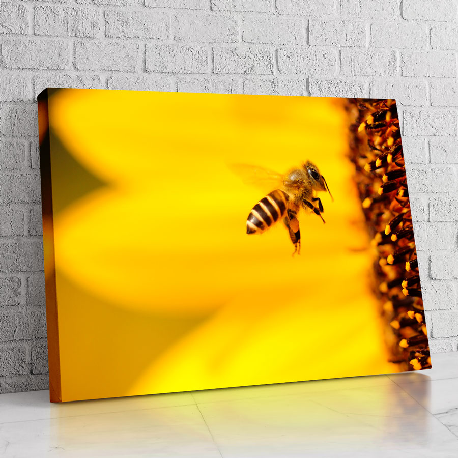 Abeja Imperial