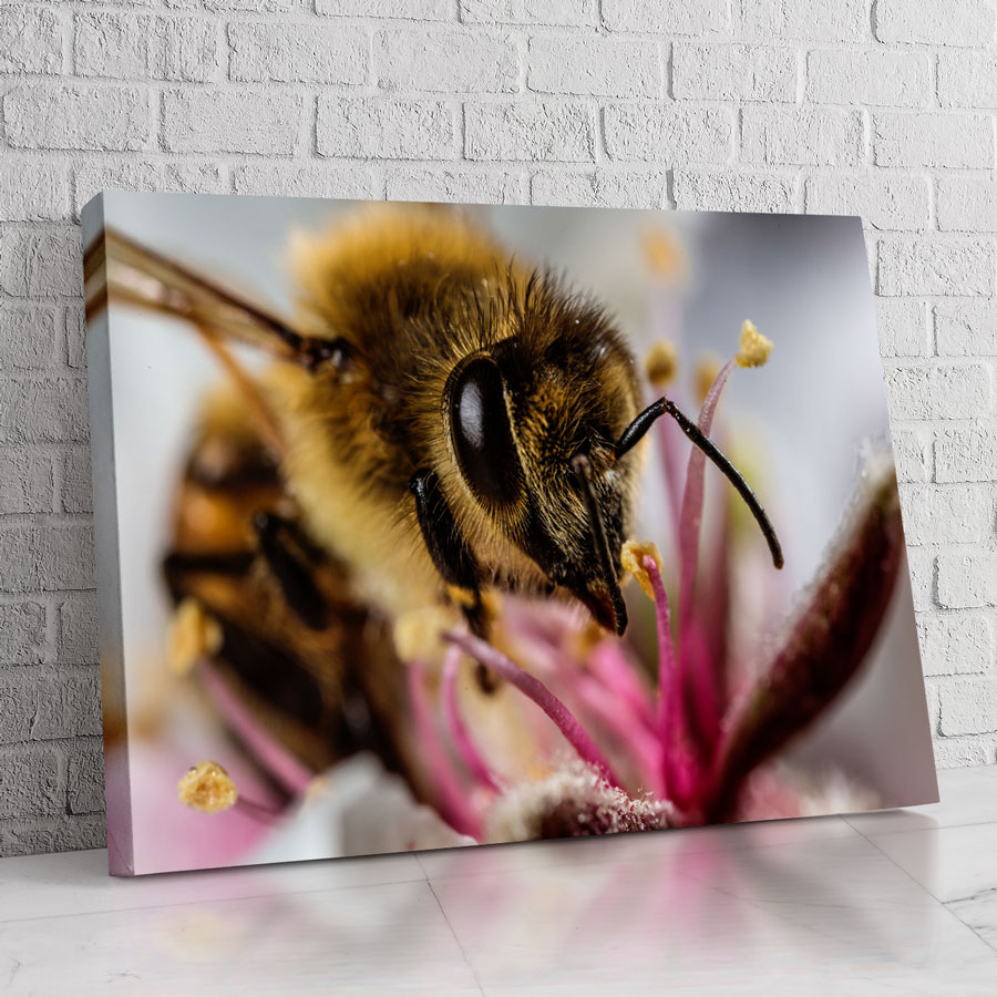 Abeja Contemporánea