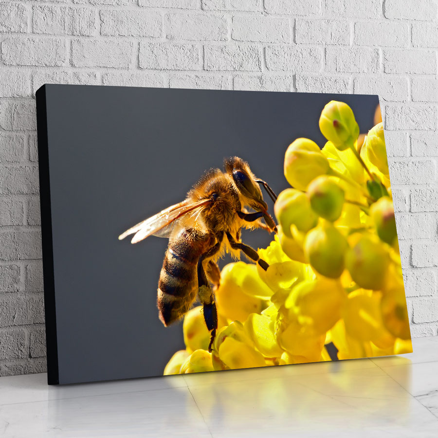 Abeja Moderna