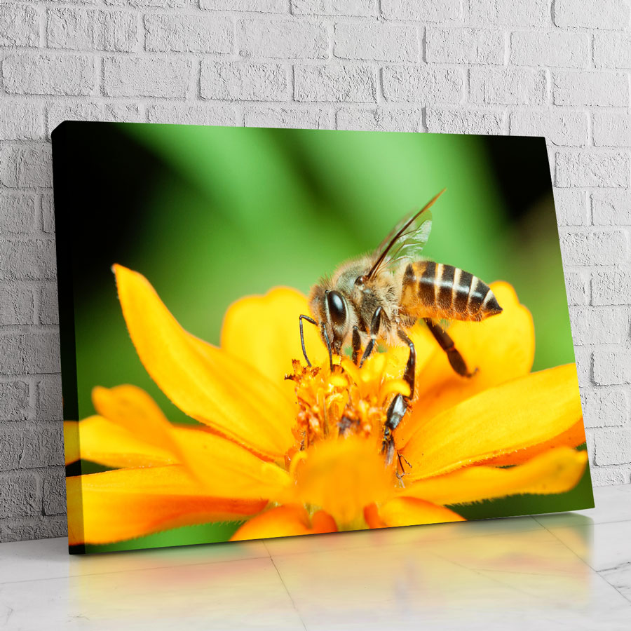 Abeja Clásica
