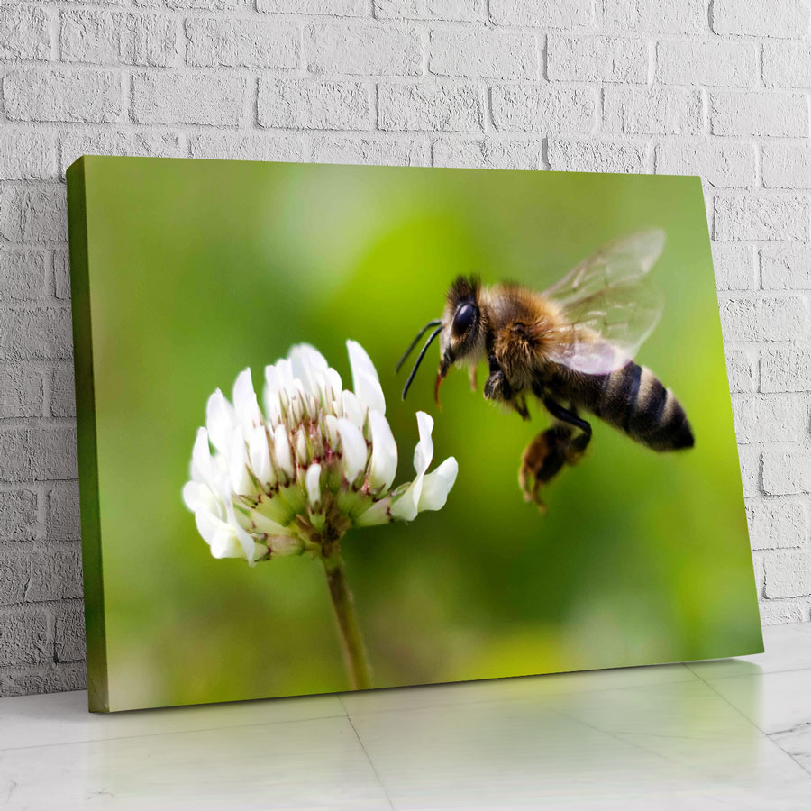 Abeja Orgánica