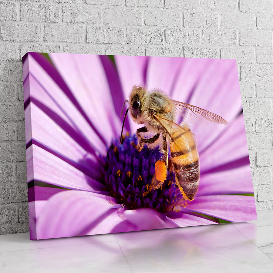 Abeja Brillante