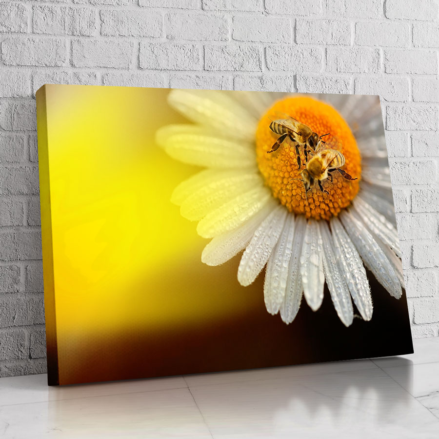 Abeja de Campo