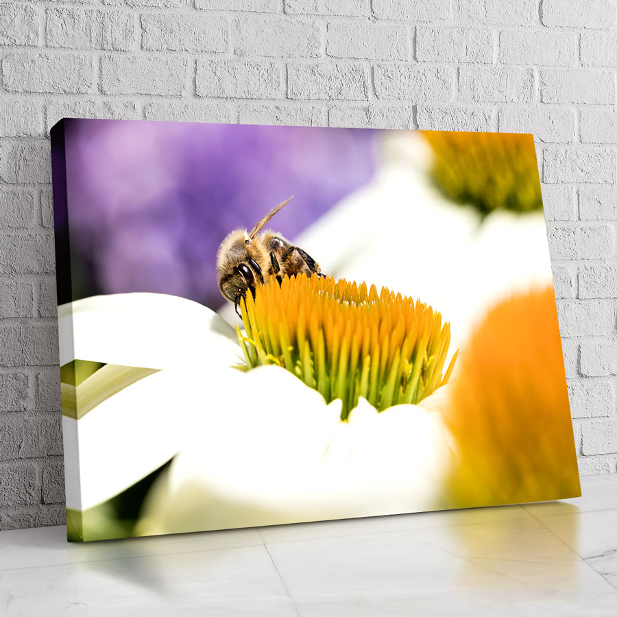 Abeja Nobleza