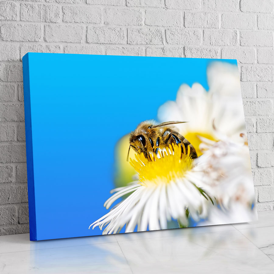 Abeja Horizonte