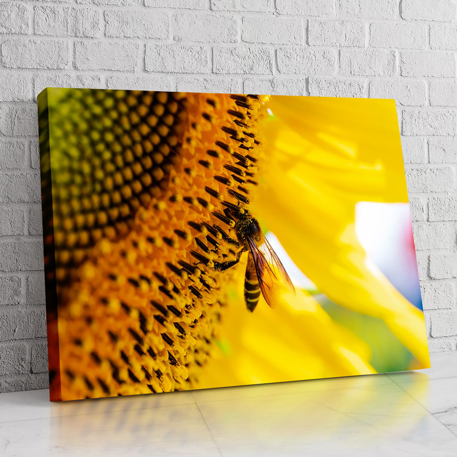 Abeja Aurora