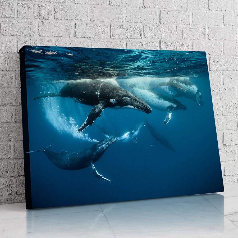 Ballena de Paz