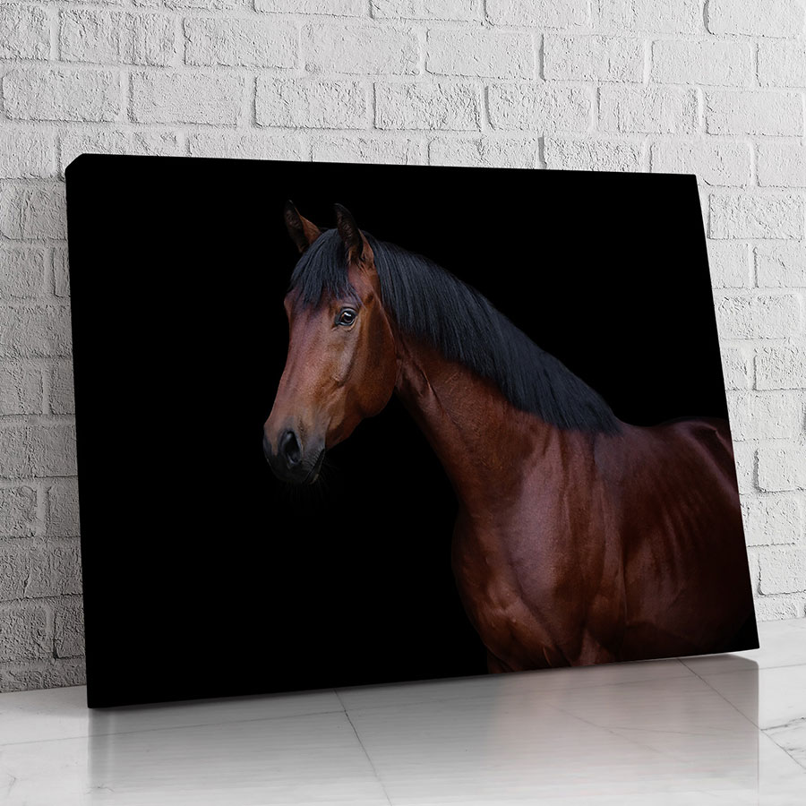 Caballo de Establo