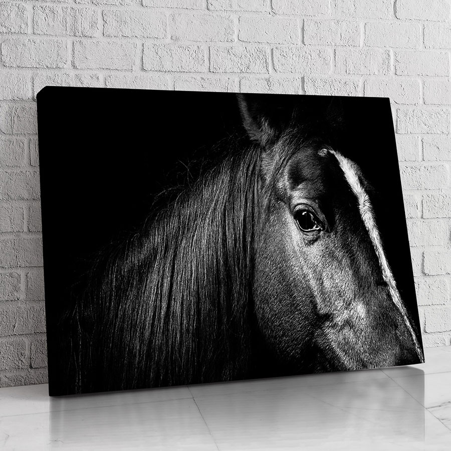 Caballo Gris Nocturno