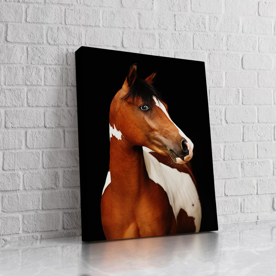 Caballo Castaño sobre Negro
