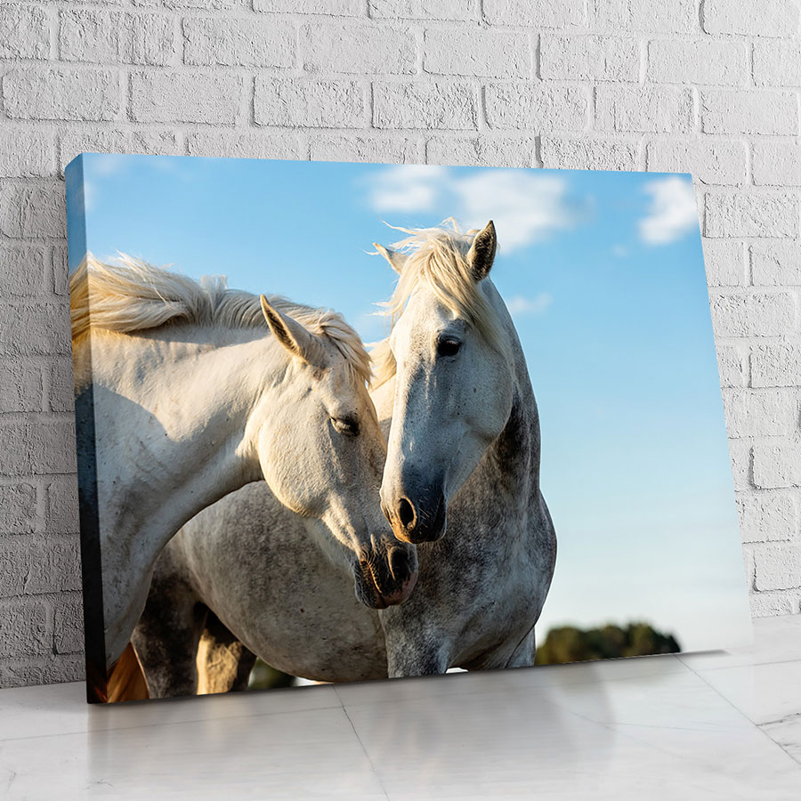 Caballo Noble