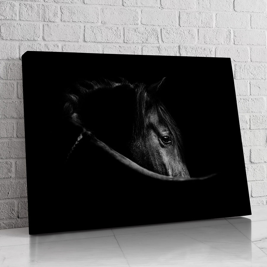 Caballo Penumbra