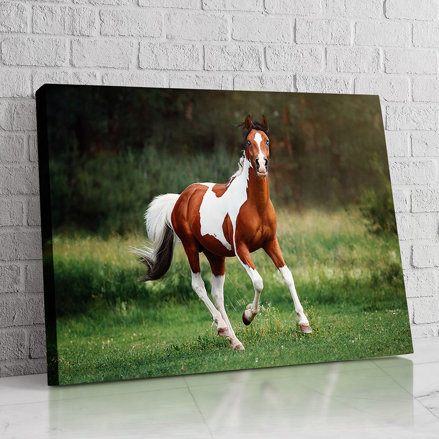 Caballo Pinto del Prado