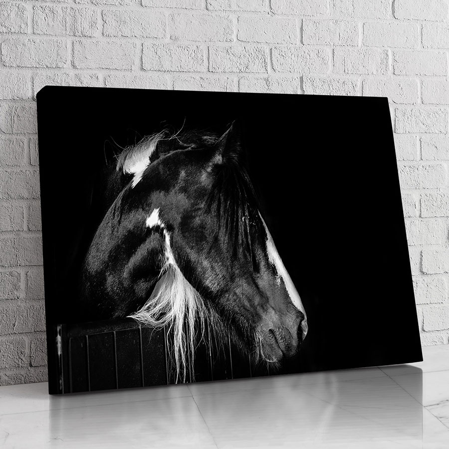 Caballo Nocturno