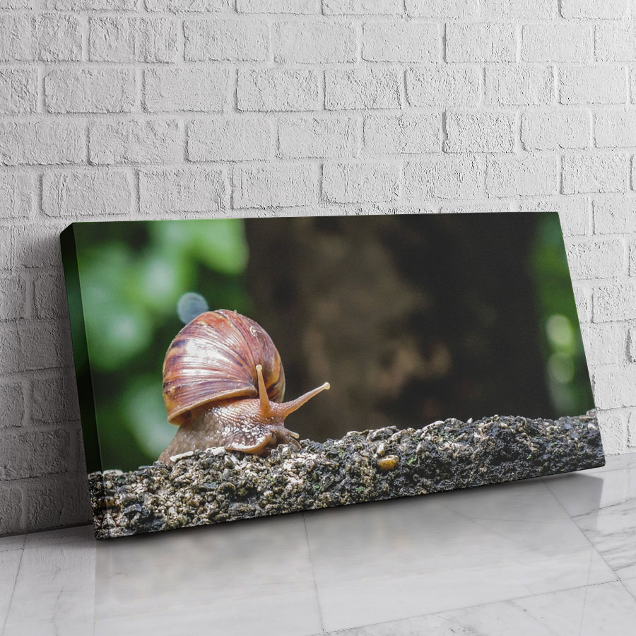 Caracol de la Corteza
