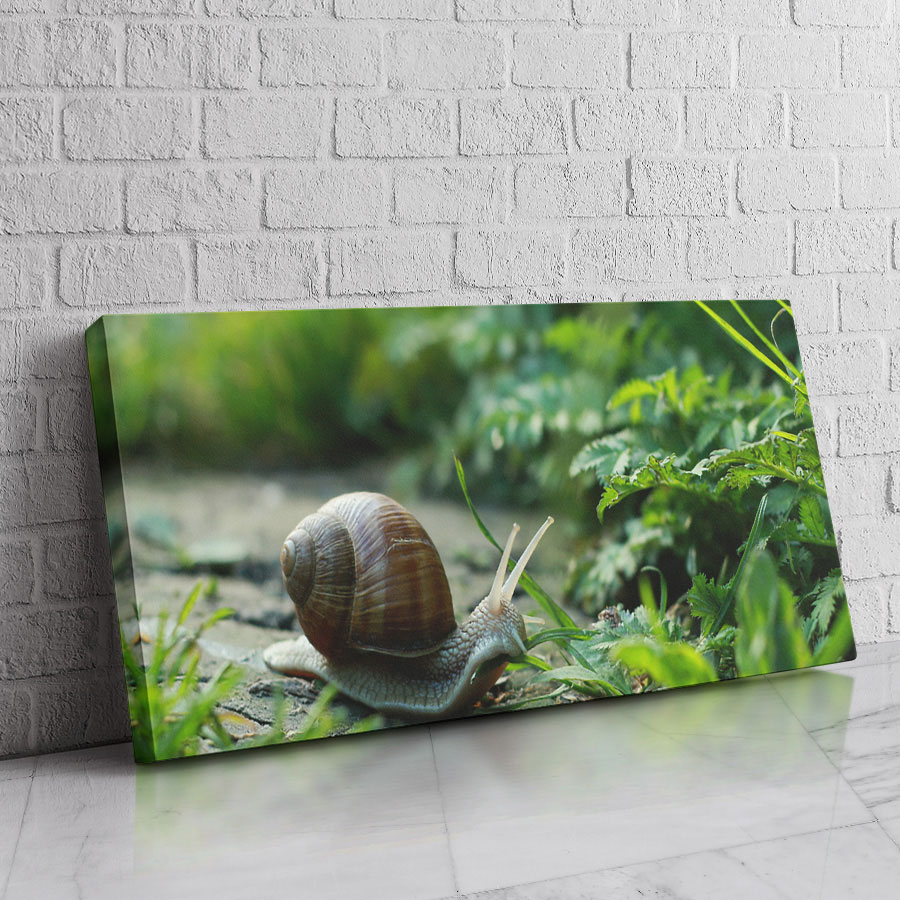 Caracol del Jardín Verde
