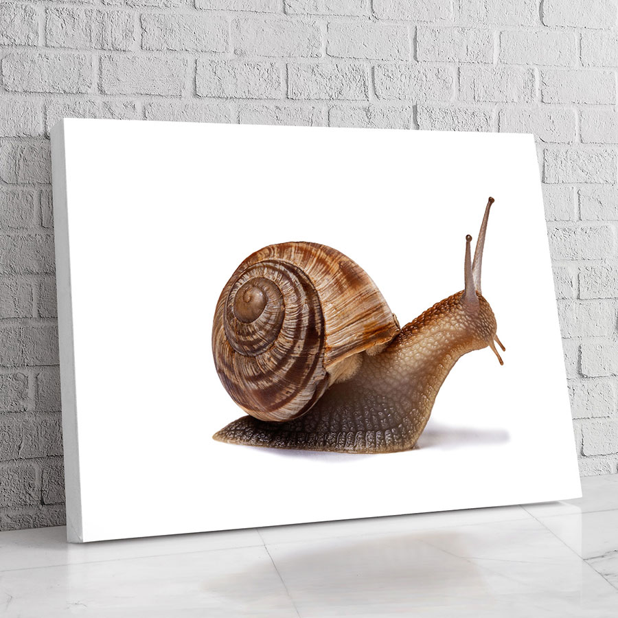 Caracol Minimalista