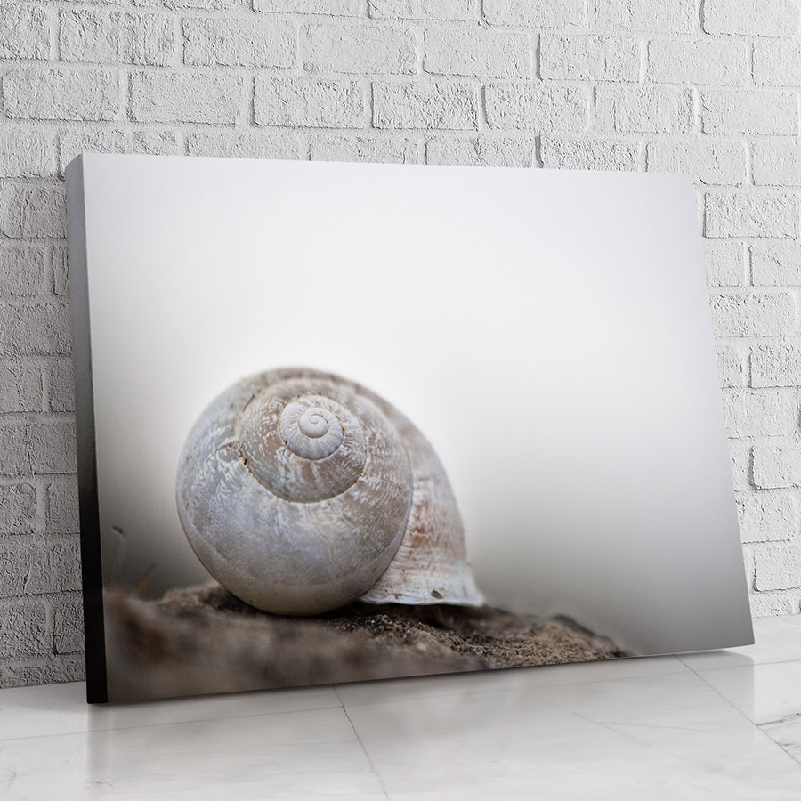 Caracol de Mármol Blanco