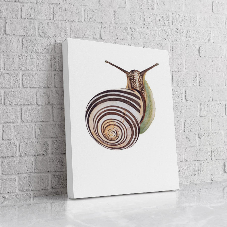 Caracol Espiral Minimalista
