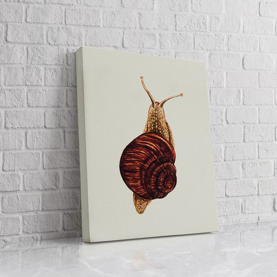Caracol Sepia