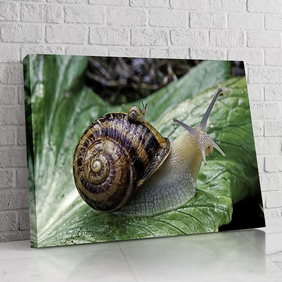 Caracol en Hoja Verde