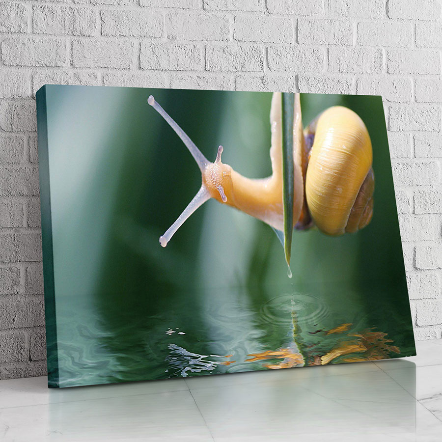 Caracol de Agua Clara