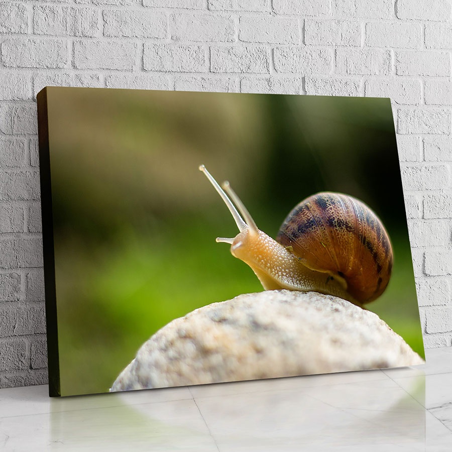 Caracol de la Piedra Blanca
