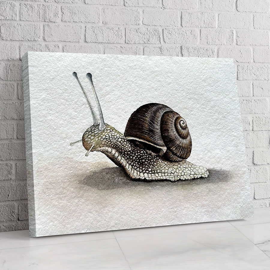 Caracol en Gris