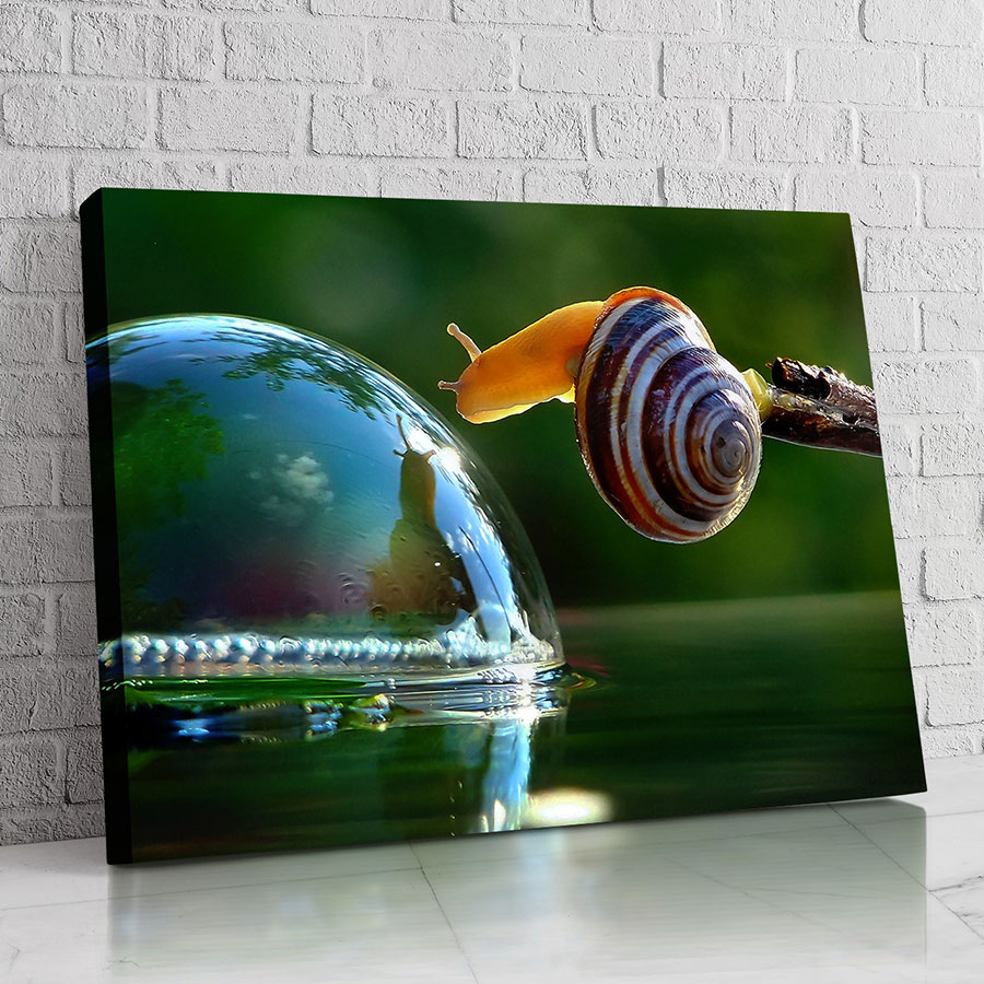 Caracol de la Gota