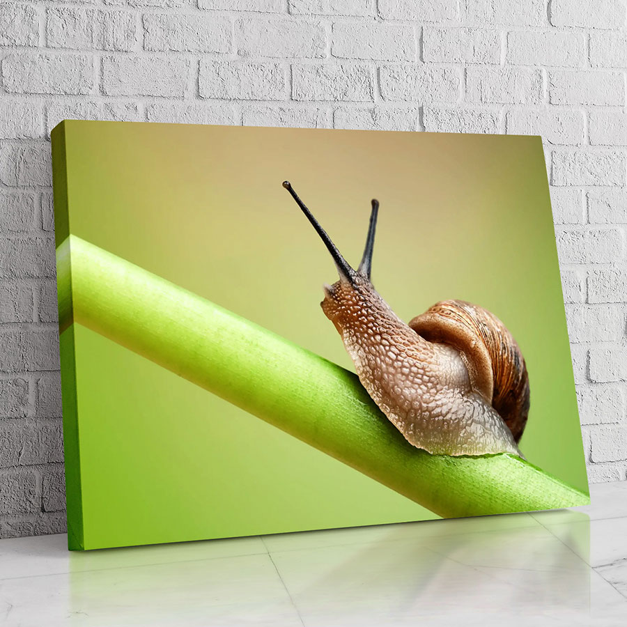 Caracol del Tallo Verde