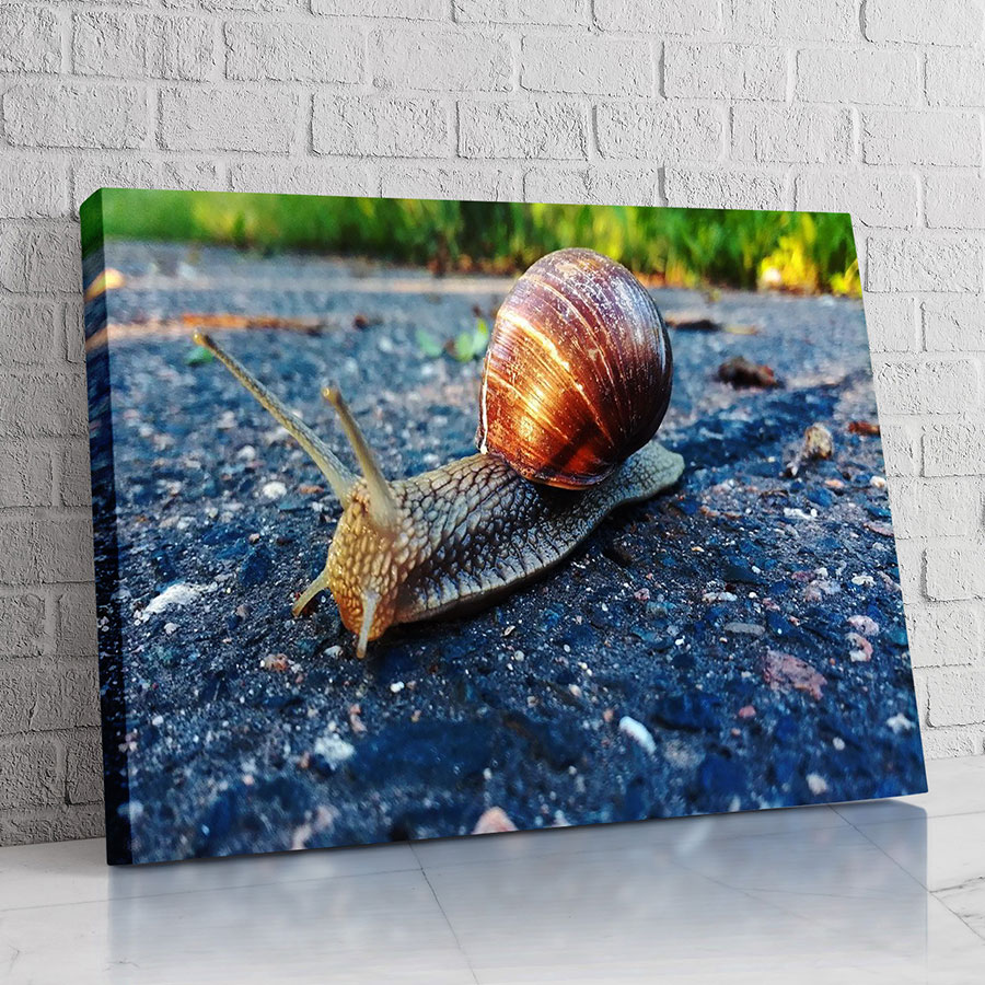 Caracol del Camino