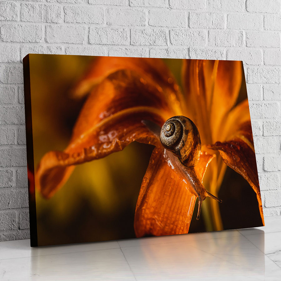 Caracol Ámbar Floral
