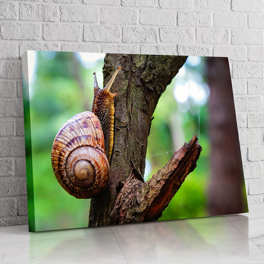 Caracol del Retoño