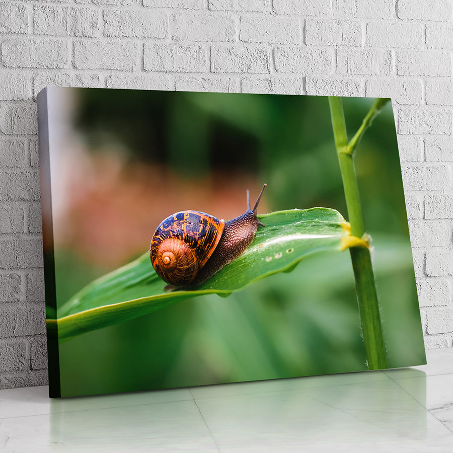Caracol del Brote