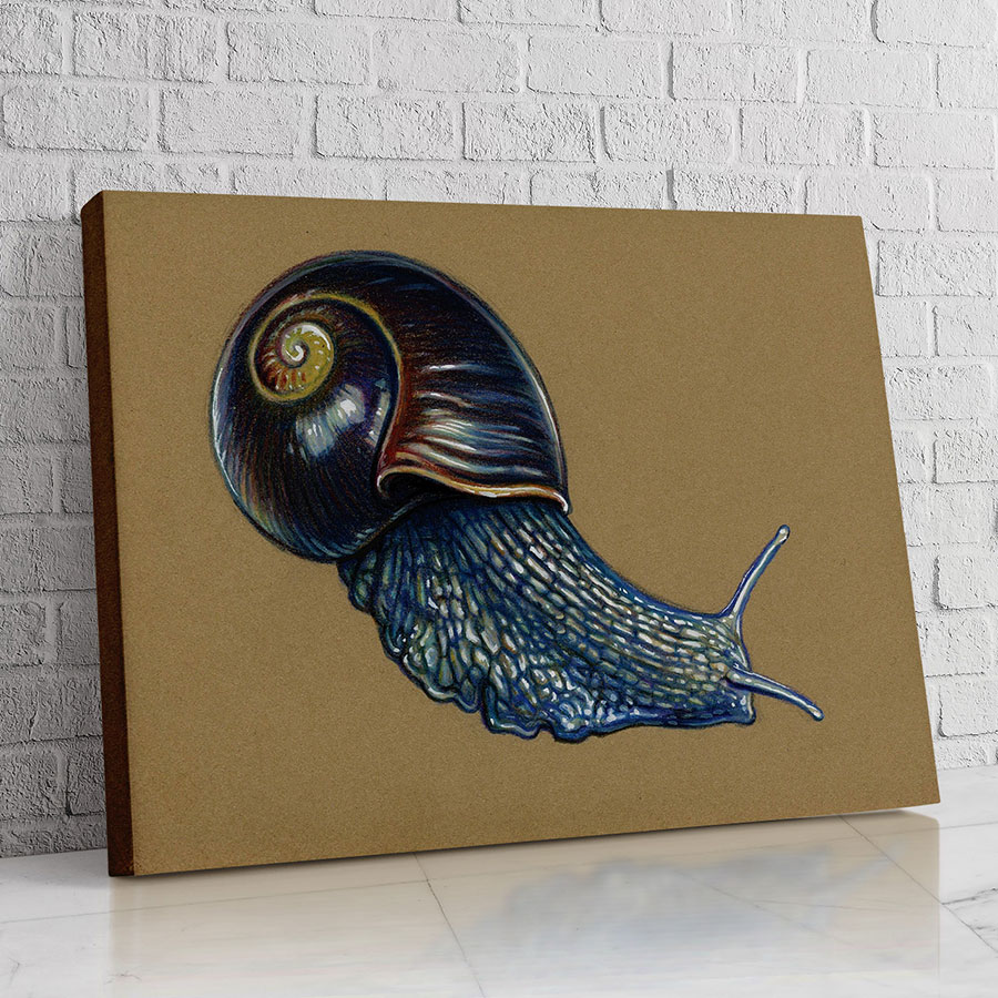 Caracol Ilustrado Azul