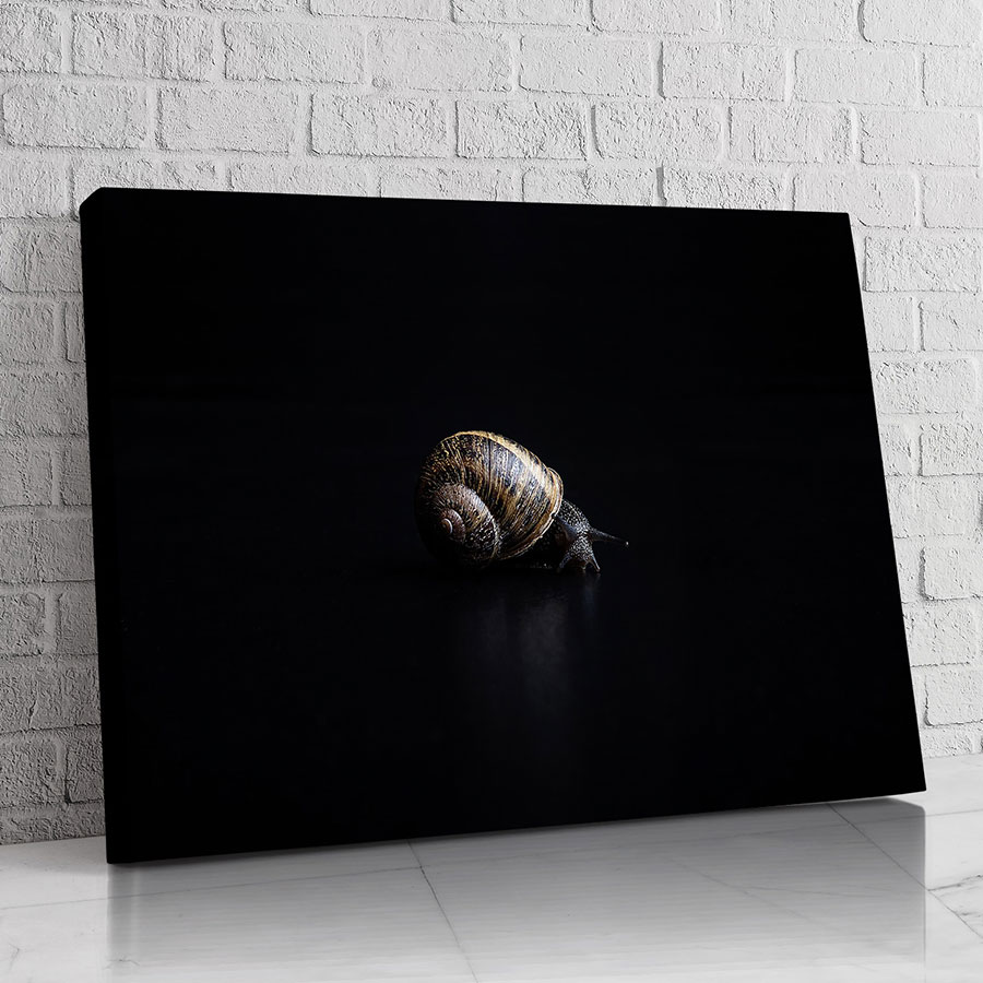 Caracol en la Penumbra