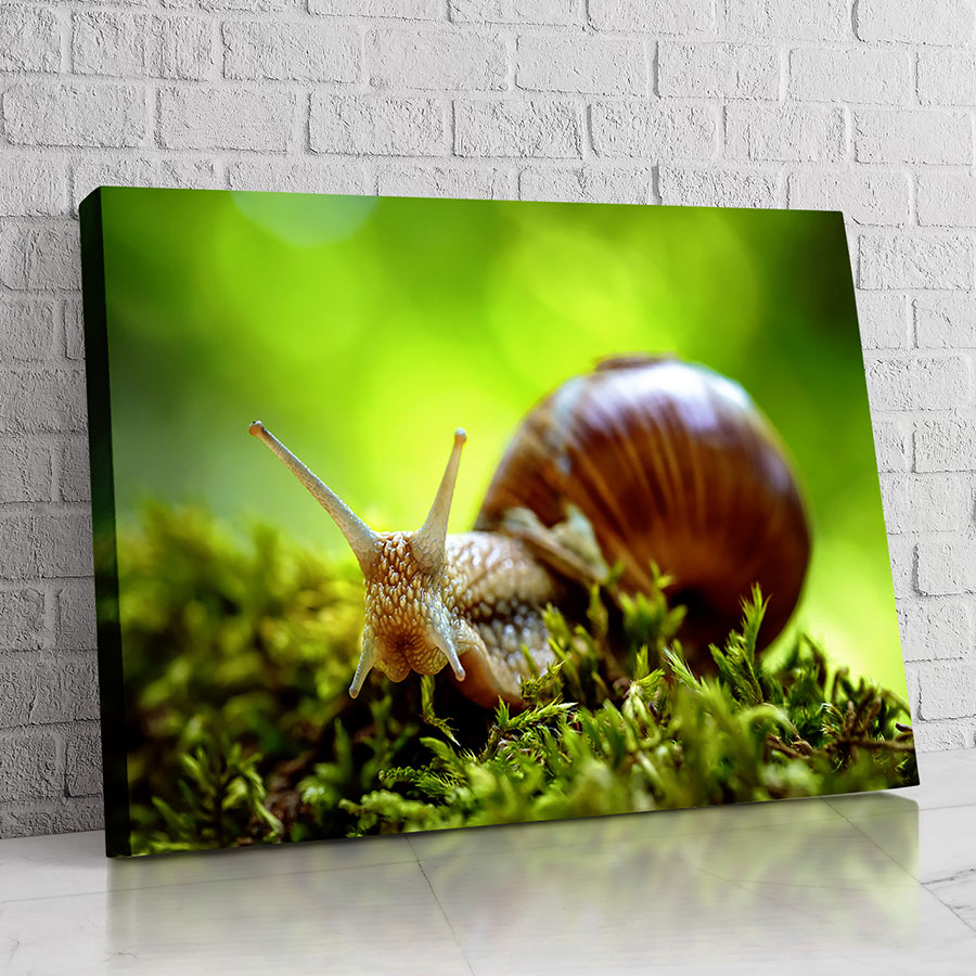 Caracol del Amanecer Verde