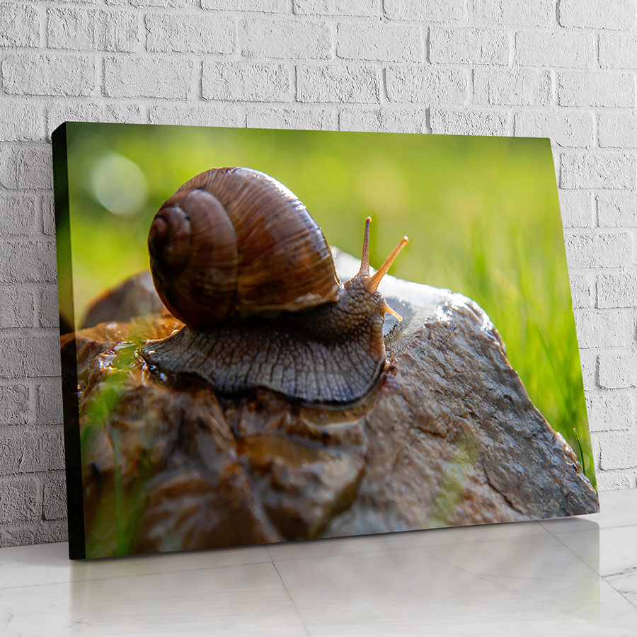 Caracol sobre la Roca