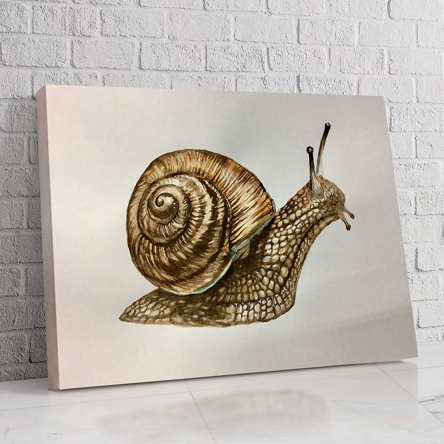 Caracol Boceto Sepia