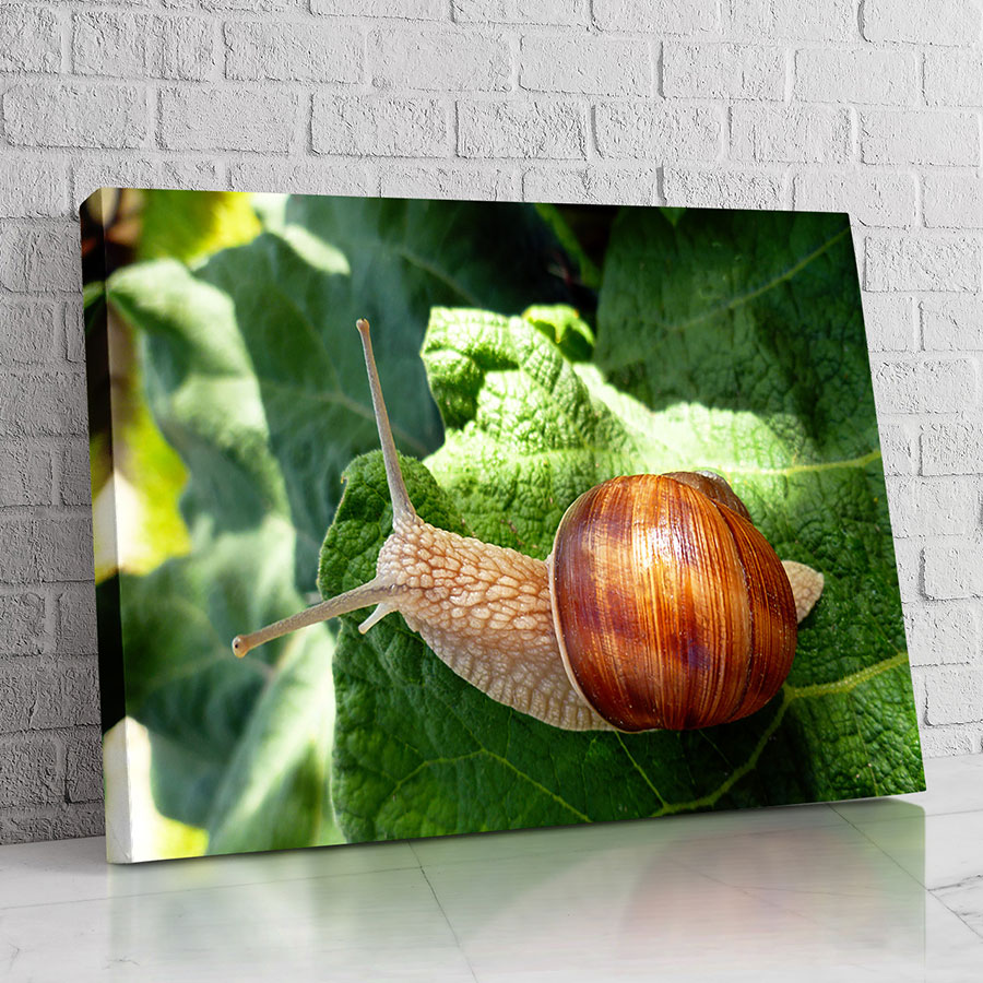 Caracol de la Hoja Fresca