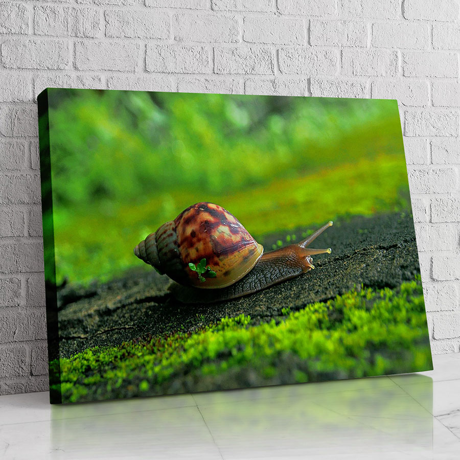 Caracol del Musgo Verde