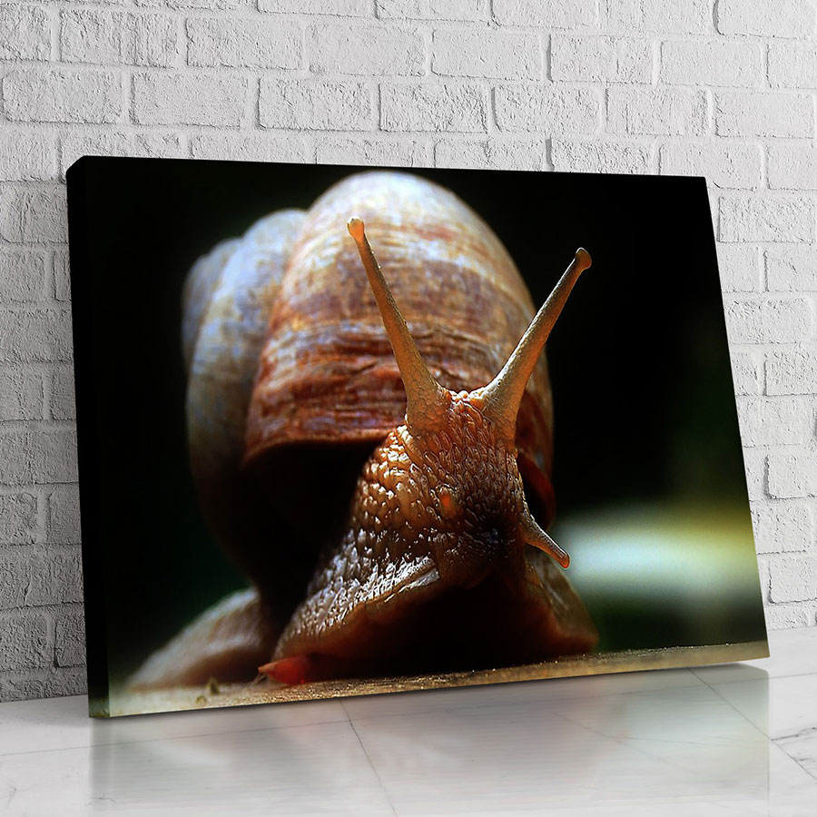 Caracol Macro